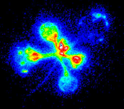 Luciferase luminescence image of a seedling