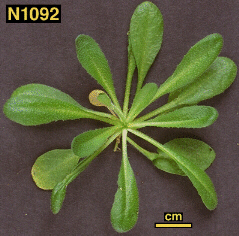 Arabidopsis Plant